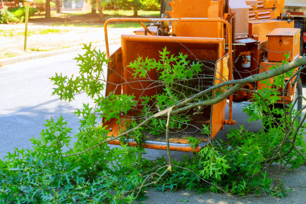 Best Commercial Tree Services  in Cedar Ridge, CA